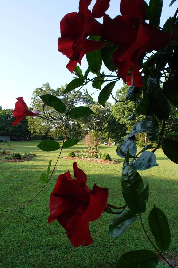 Seven Oaks Bed & Breakfast Highpoint Extérieur photo